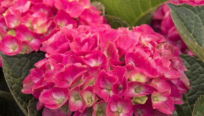 9668-Hydrangea-macrophylla-HORTMAVI-7-42-03-SS-Marthas-Vinyard_4013-resize 9668-Hydrangea-macrophylla-HORTMAVI-7-42-03-SS-Marthas-Vinyard_4013-resize