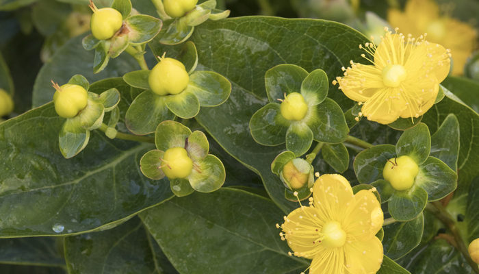 FloralBerry™-Chardonnay-St-resize FloralBerry™-Chardonnay-St-resize