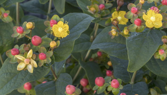 FloralBerry™-Pinot-St-resize FloralBerry™-Pinot-St-resize