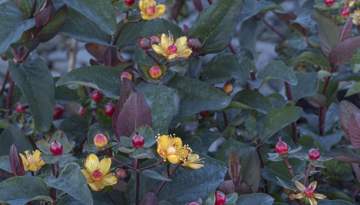 FloralBerry™-Sangria-St-resize FloralBerry™-Sangria-St-resize