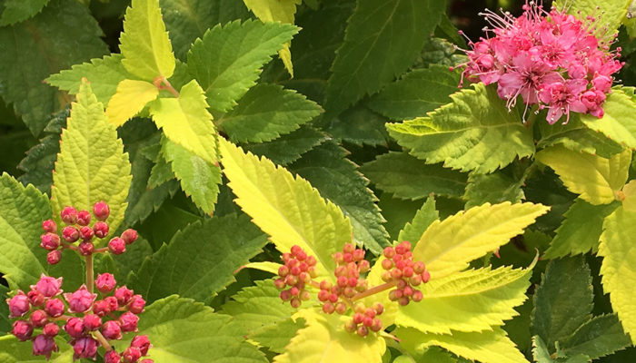 Lil-Sizzle™-Spirea-resize Lil-Sizzle™-Spirea-resize