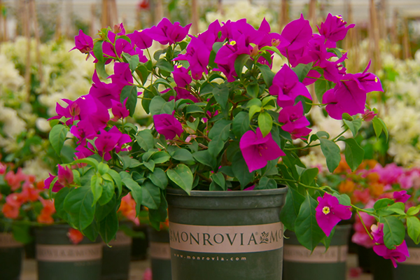 12 Days of Springtime : Monrovia