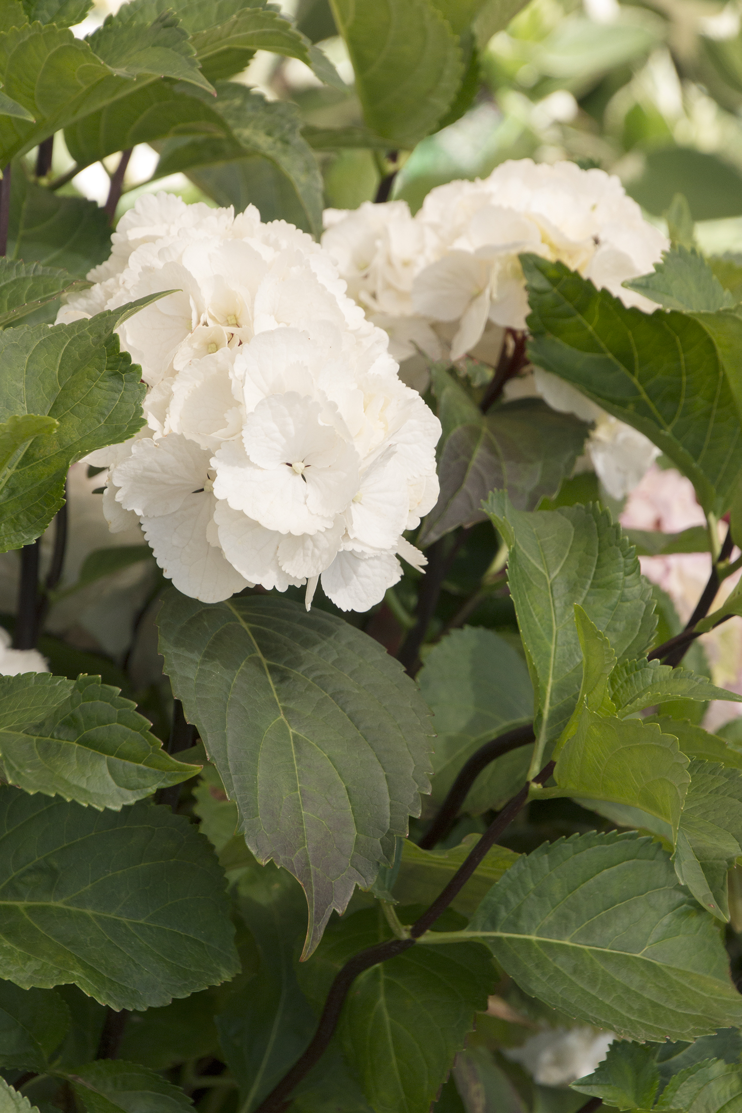 Onyx Zebra Mophead Hydrangea Monrovia Onyx Zebra Mophead Hydrangea