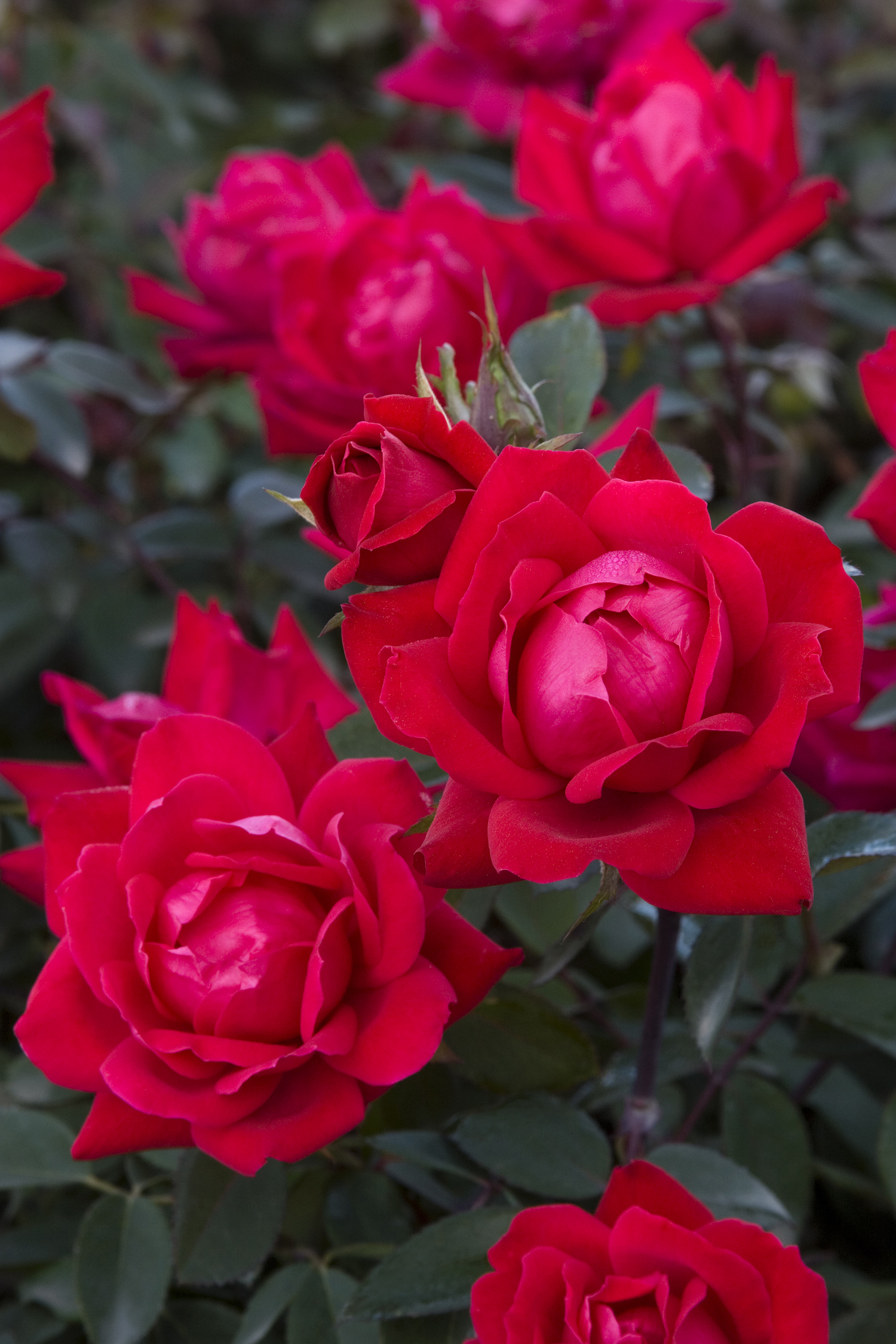 Double Knock Out Shrub Rose Monrovia Double Knock Out Shrub Rose