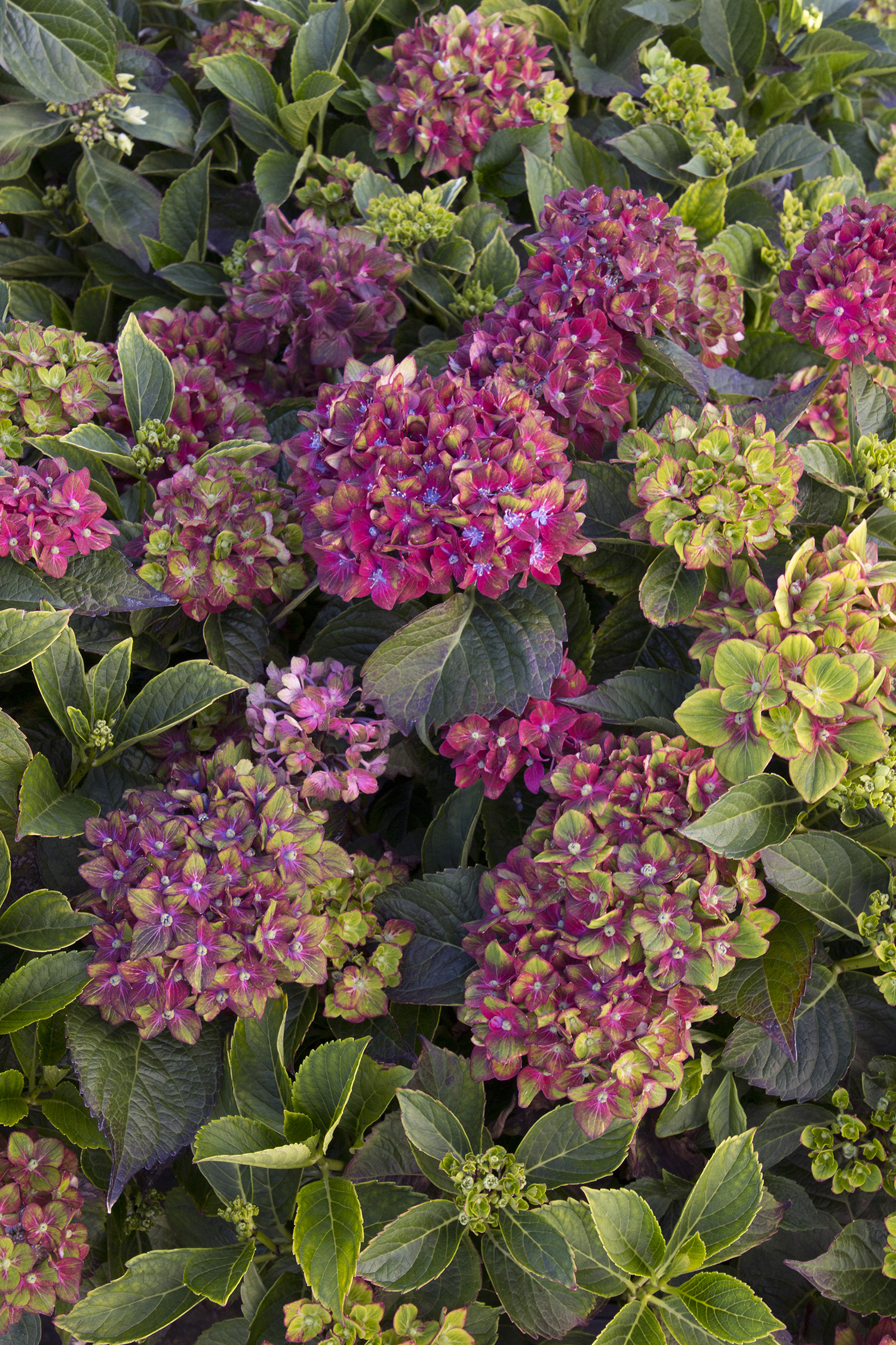Next Generation Pistachio Hydrangea Monrovia Next Generation Pistachio Hydrangea