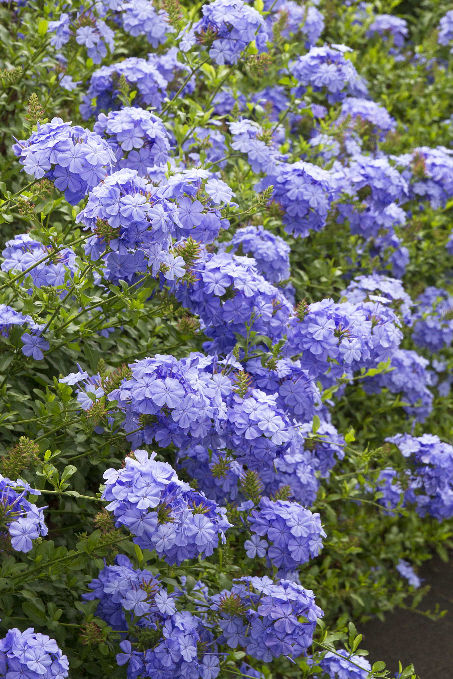 Royal Cape Plumbago Monrovia Royal Cape Plumbago