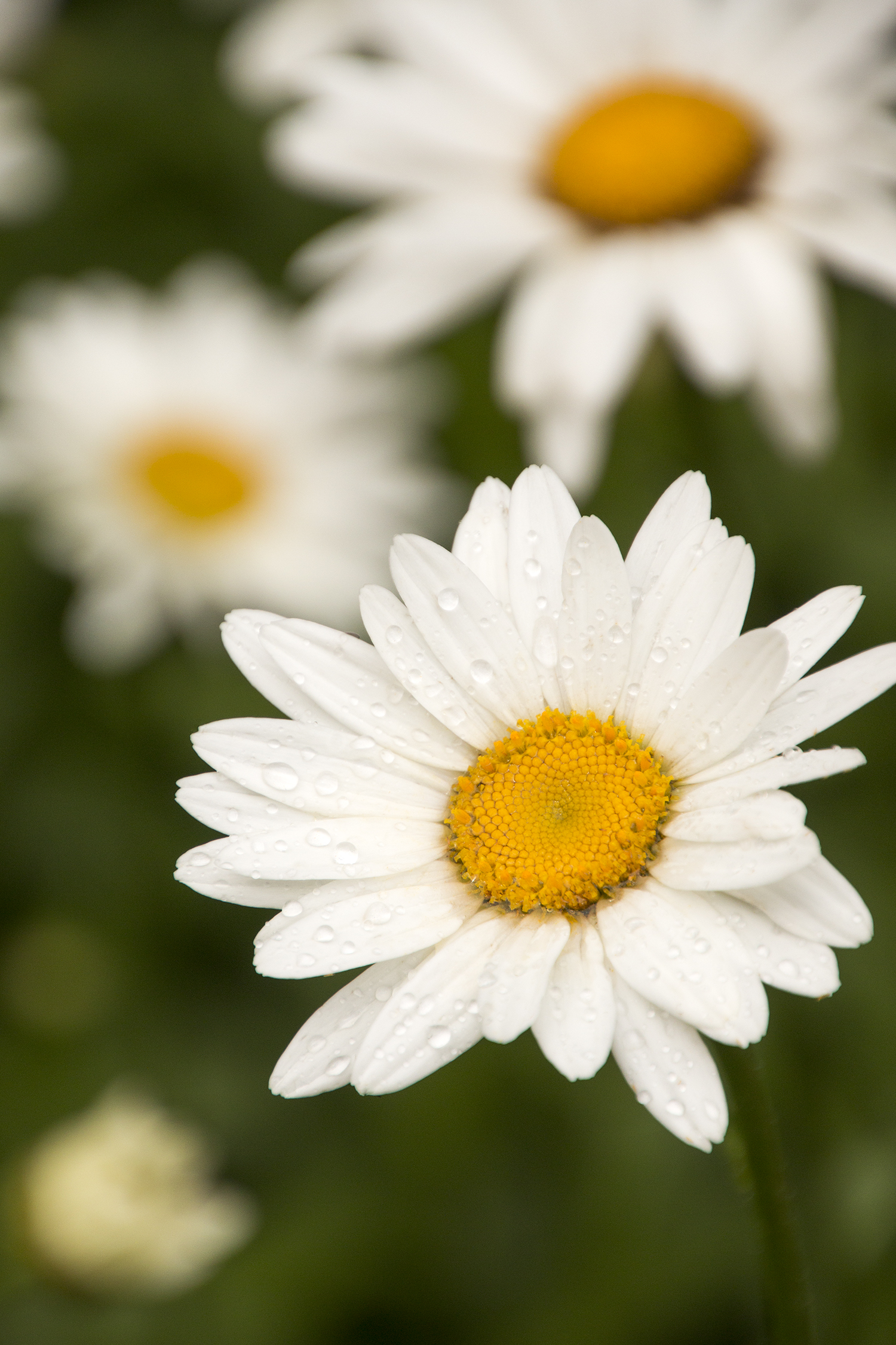 shasta daisy