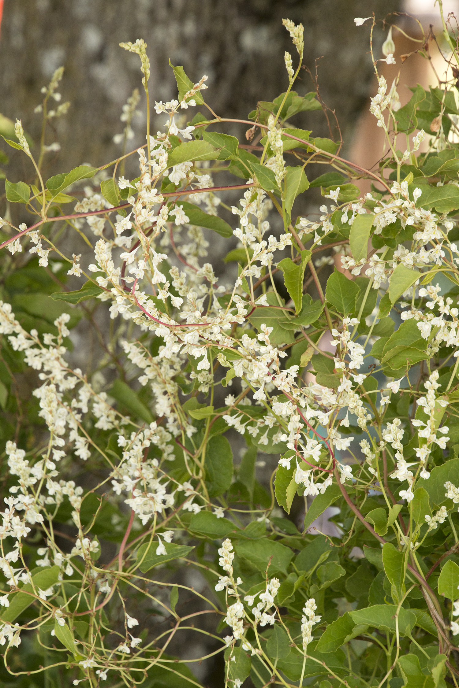 lace flower vine