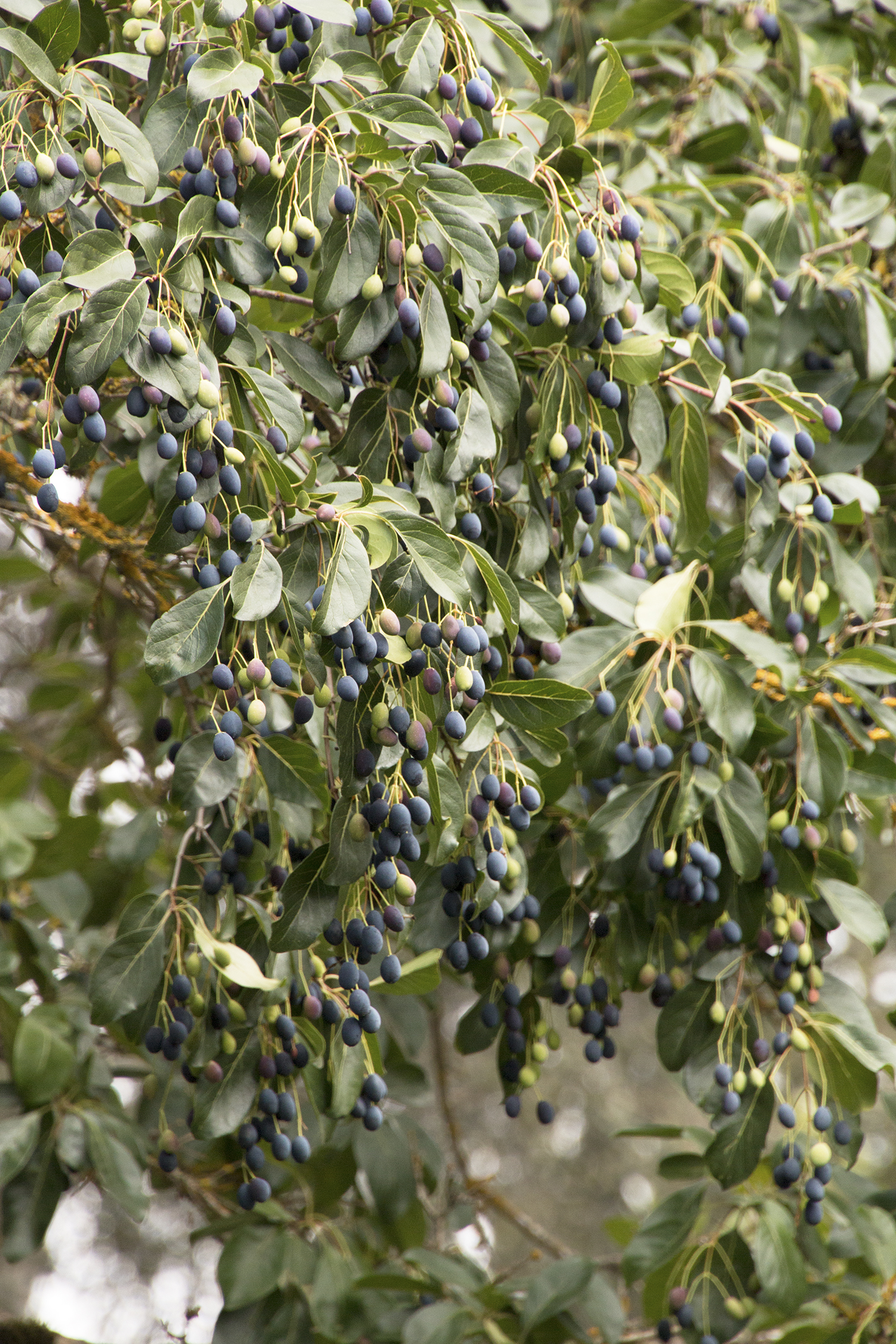 Chinese Fringe Tree
