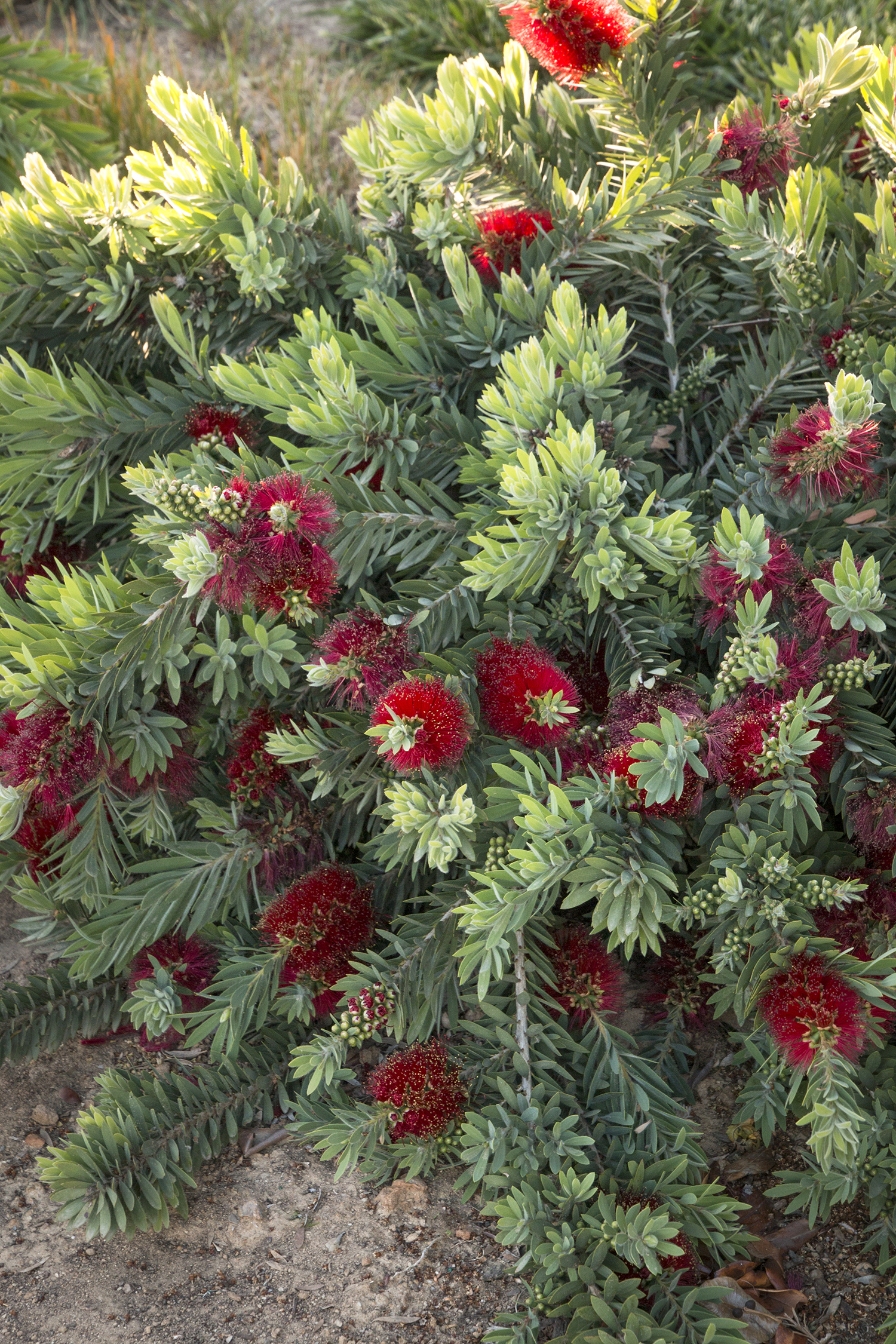 are bottle brush trees poisonous to dogs