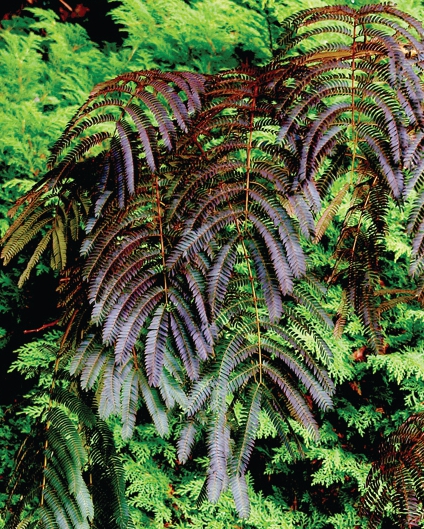 Chocolate Mimosa Tree
