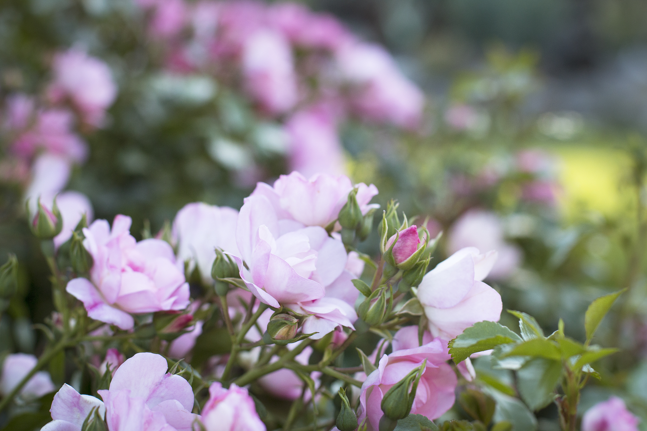 Rosa Appleblossom 2 Rose Size Container Flower Carpet Roses Pale Pink Flowers Rose Plants Seeds Bulbs Shrubs