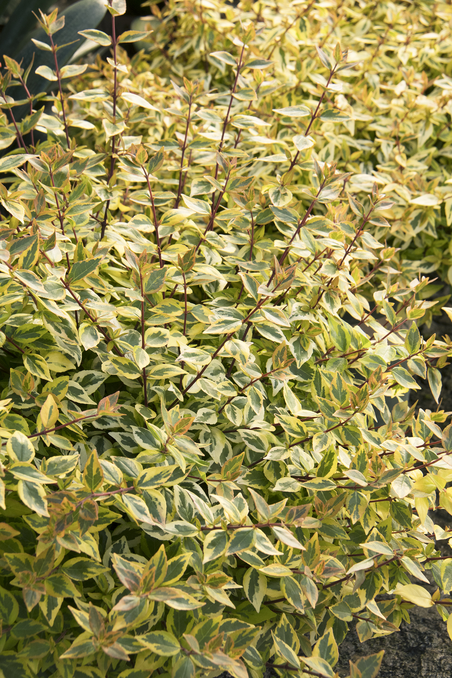 kaleidoscope abelia shrub