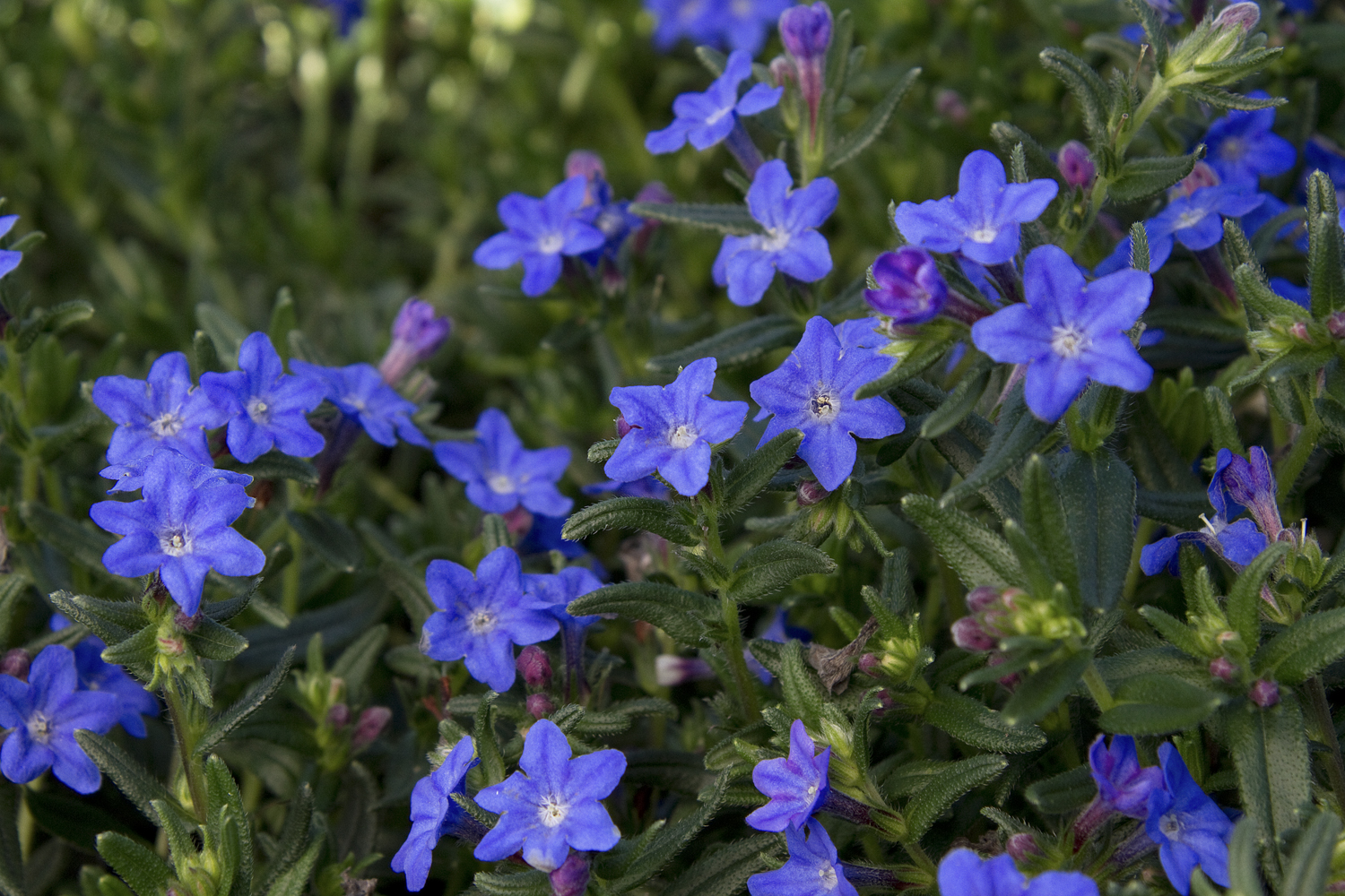 Grace Ward Lithodora Monrovia Grace Ward Lithodora Monrovia