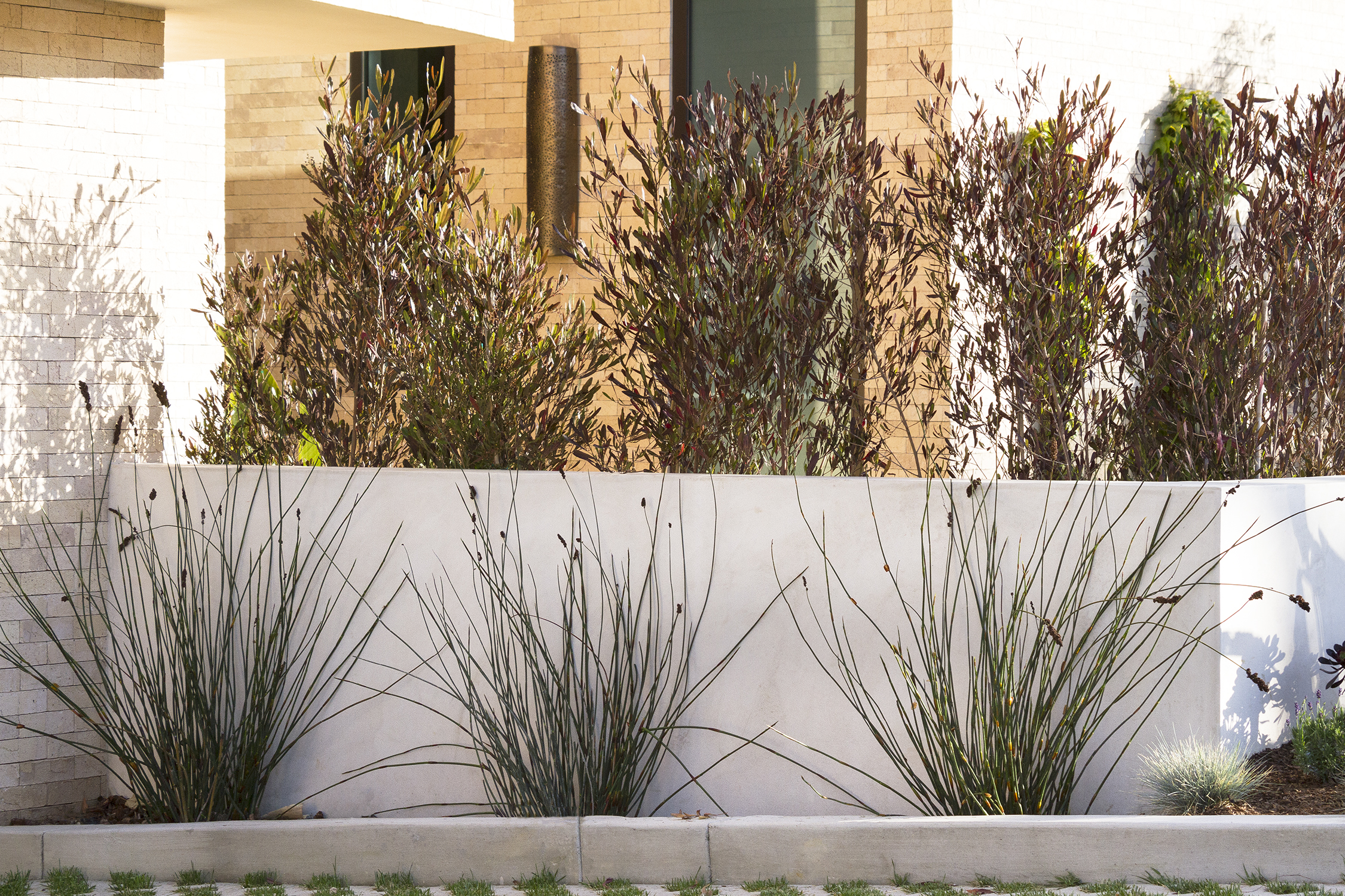 is purple hopseed bush poisonous to dogs