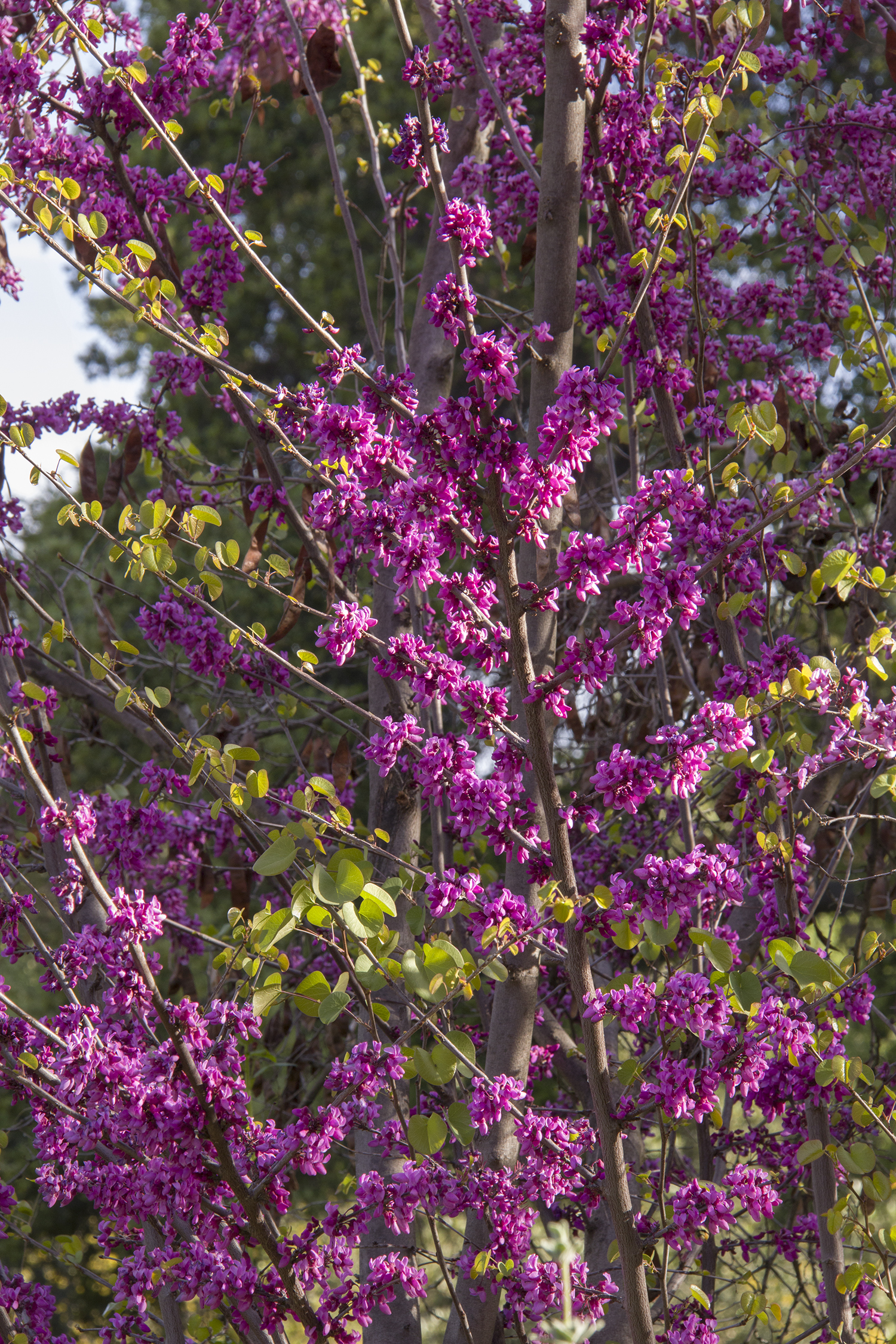 Claremont Western Redbud Monrovia Claremont Western Redbud