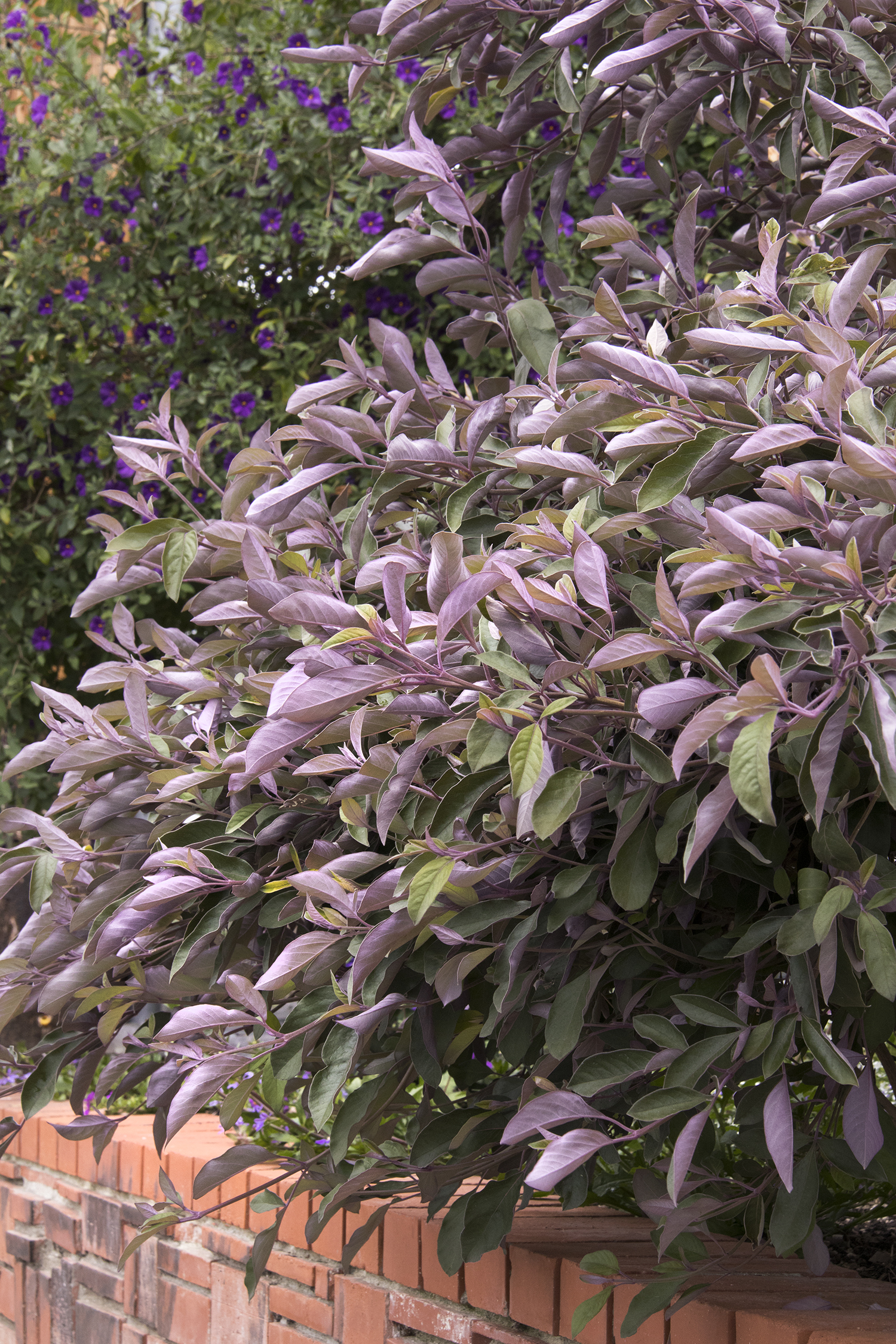 Arabian Lilac Monrovia Arabian Lilac,What Does Poison Sumac Look Like On Your Skin