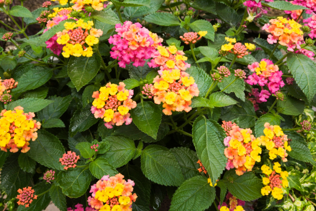 Bandana® Rose Improved Lantana - Monrovia - Bandana® Rose Improved Lantana