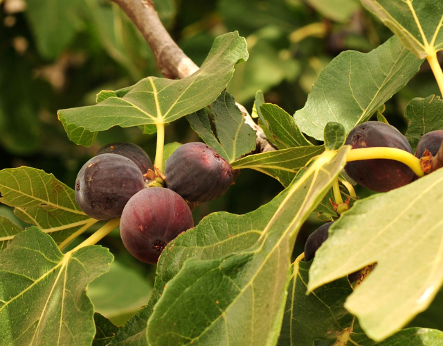 40+ Fig Chicago Hardy PNG
