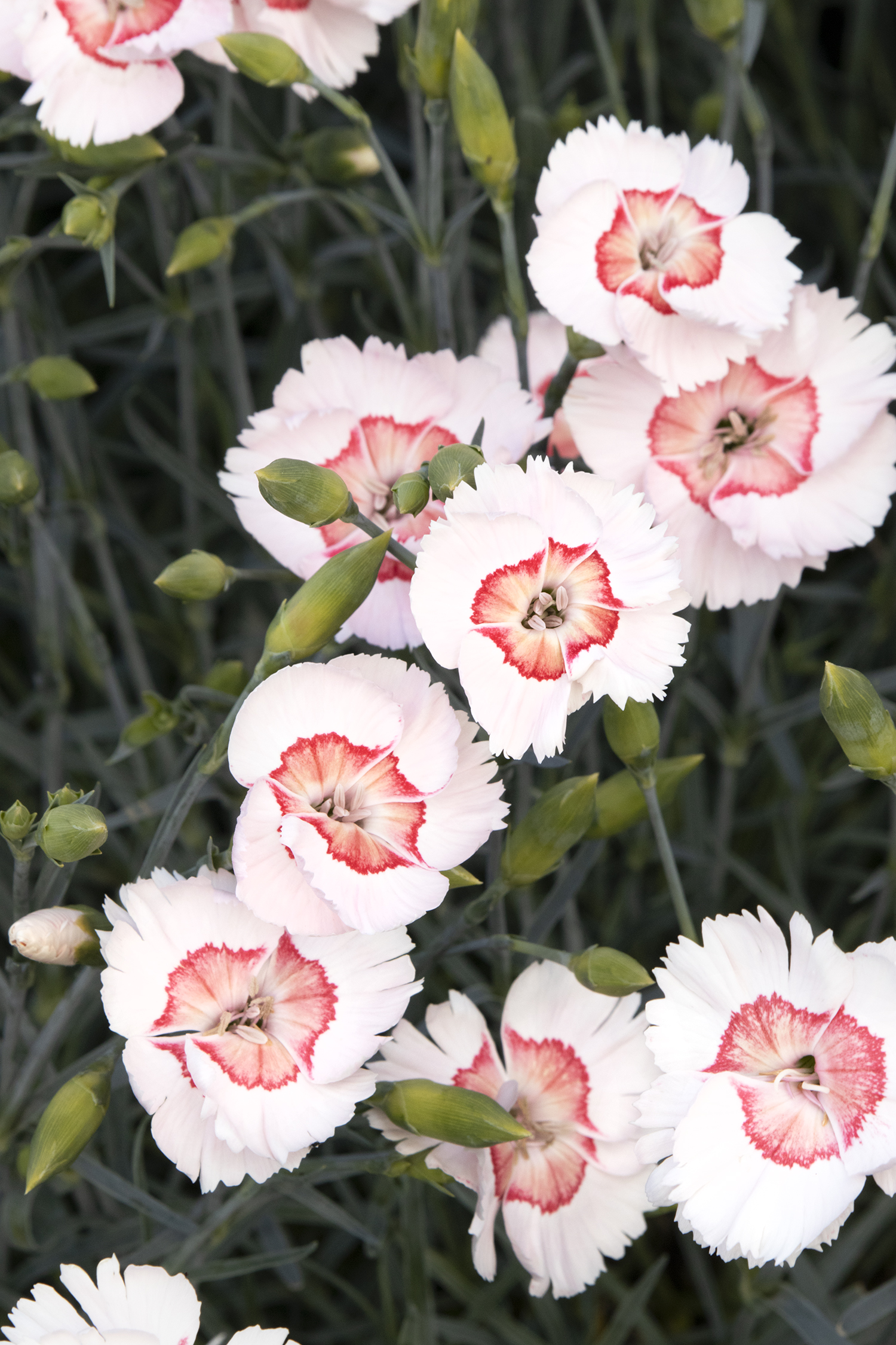 American Pie™ Peach Dianthus Monrovia American Pie™
