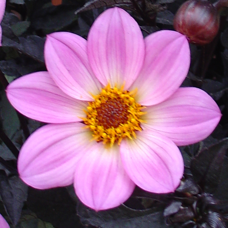 Happy Days™ Pink Dahlia - Monrovia - Happy Days™ Pink Dahlia