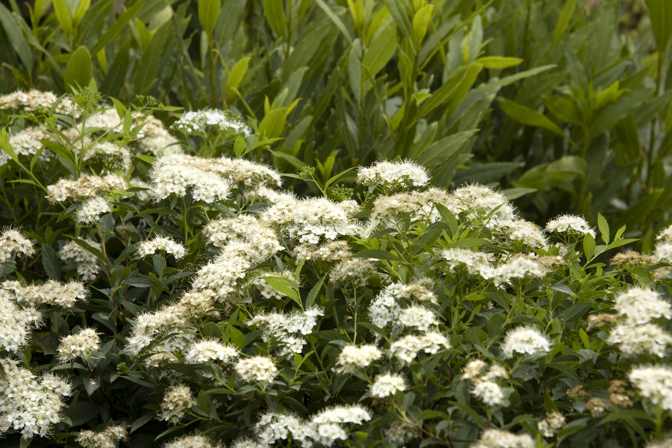 Yeti Japanese Spirea Monrovia Yeti Japanese Spirea