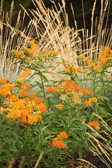 Butterfly Weed Monrovia Butterfly Weed