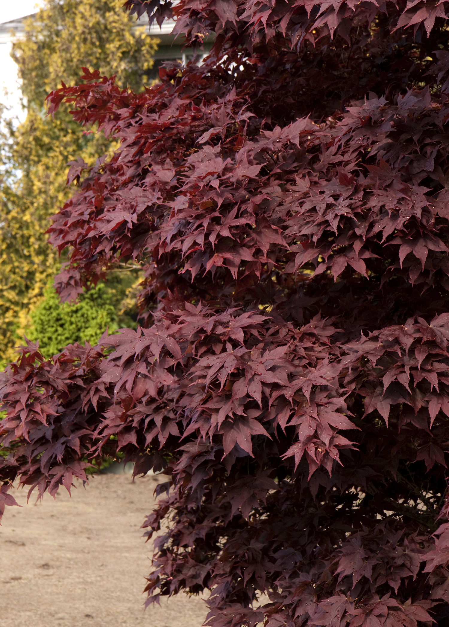 japanese maple poisonous to dogs