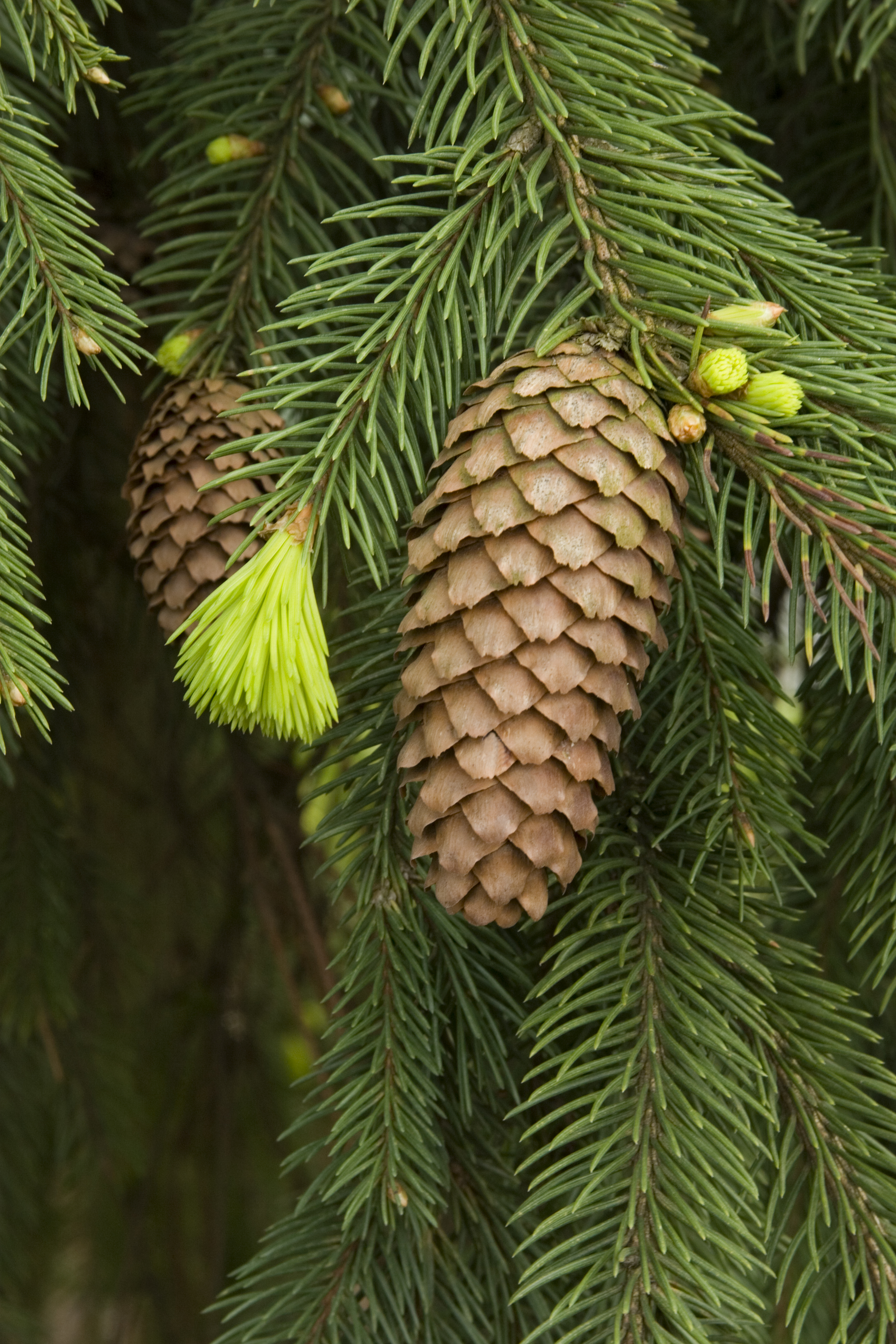 Columnar Norway Spruce Monrovia Columnar Norway Spruce