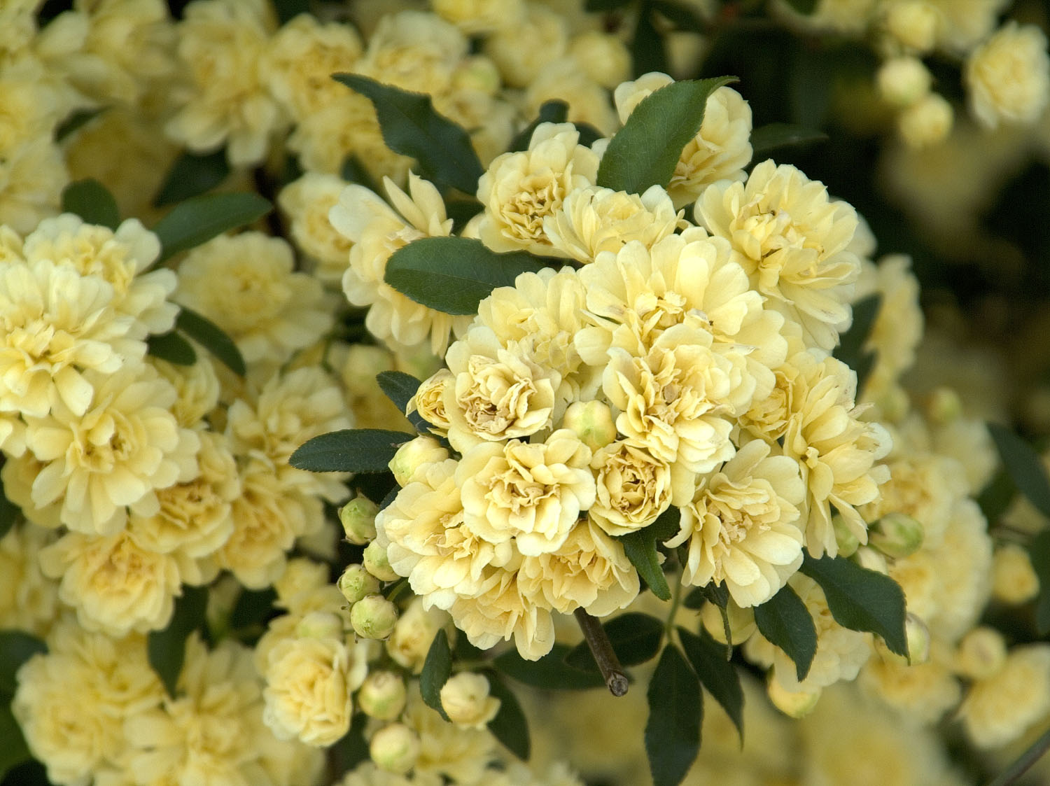 Desert Plants | Yellow Lady Banks Climbing Rose