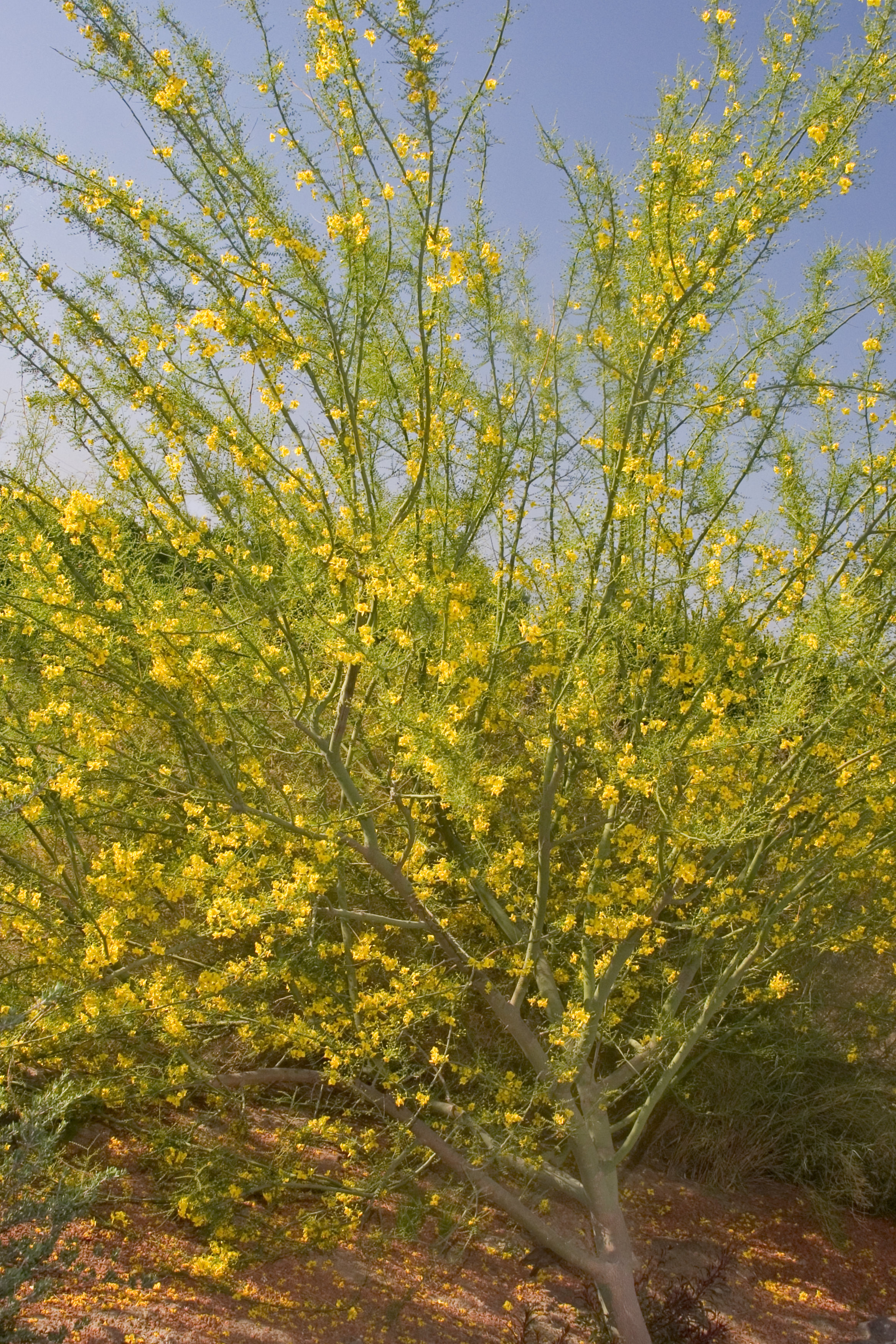 Desert Museum Palo Verde Tree Care