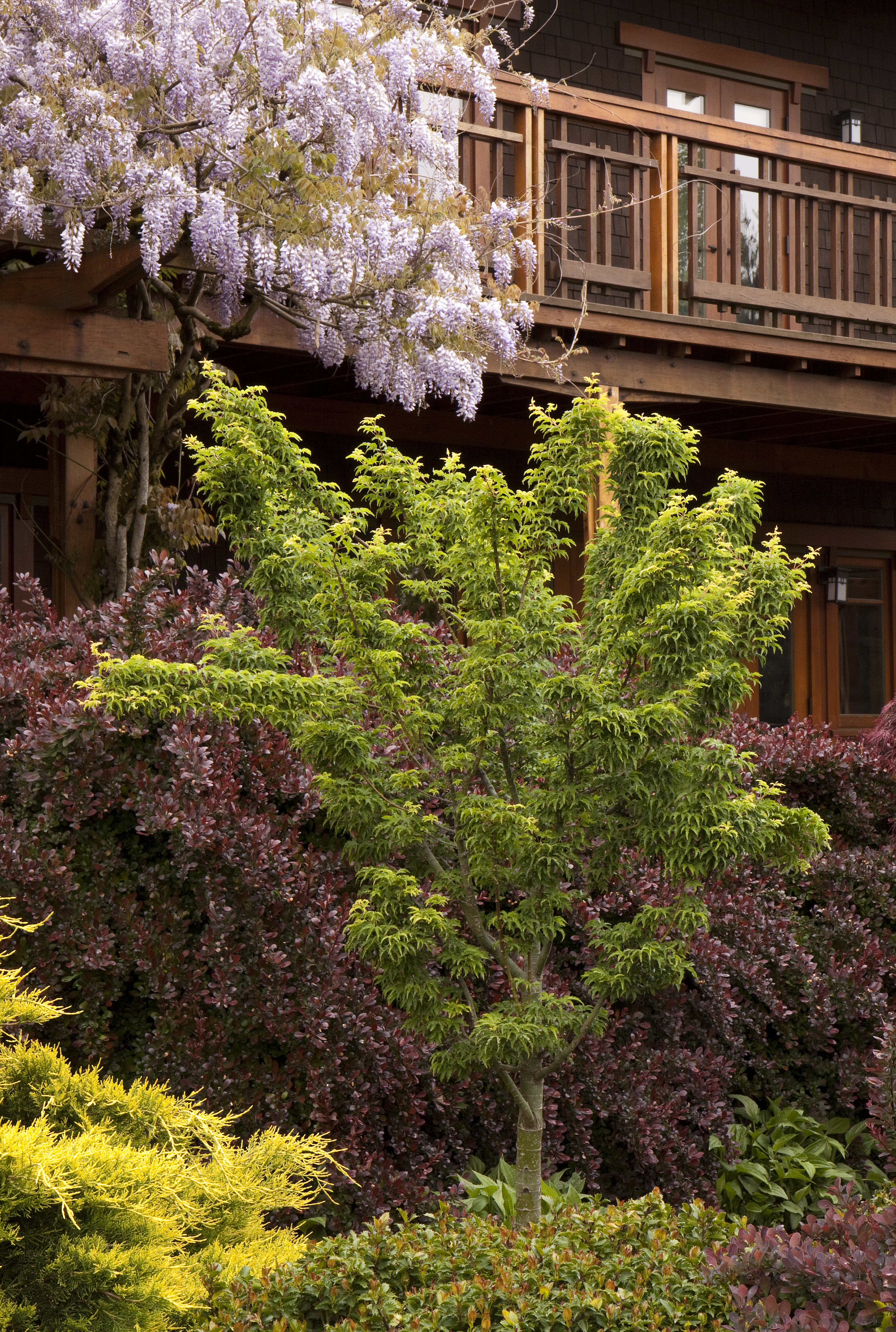 Shishigashira Japanese Maple Monrovia Shishigashira Japanese Maple