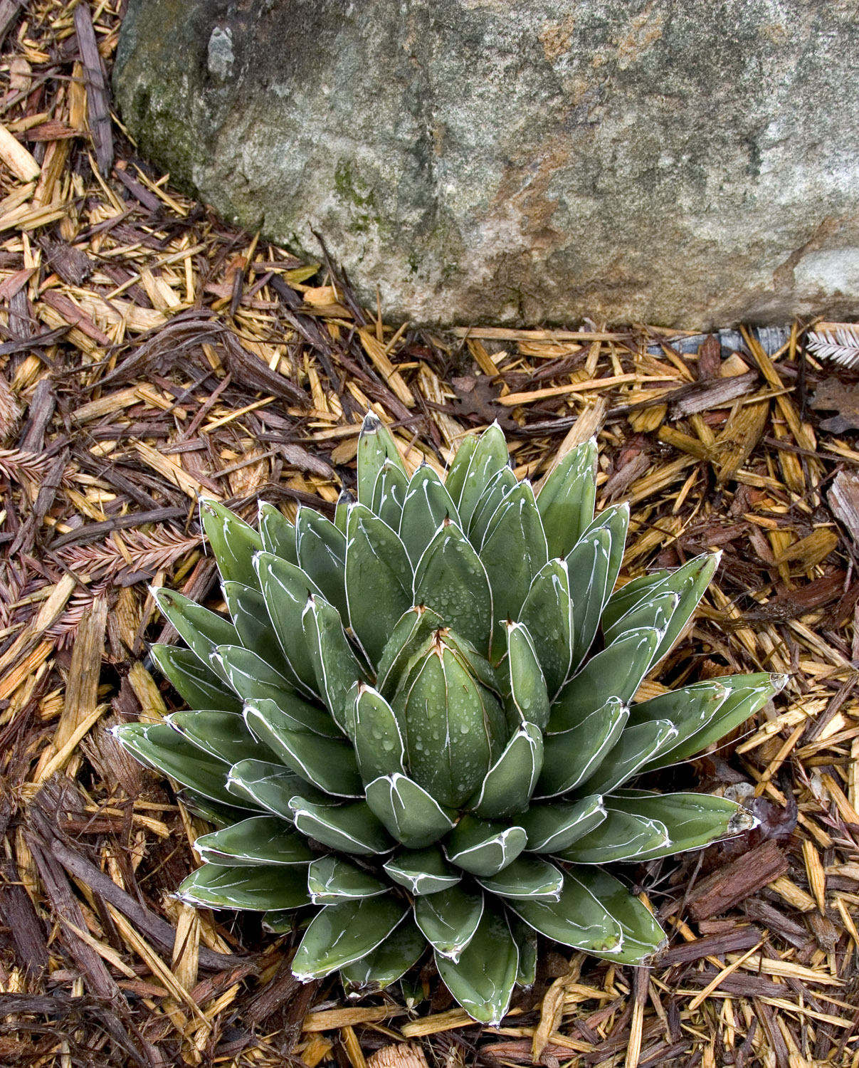 Queen Victoria Agave Monrovia Queen Victoria Agave