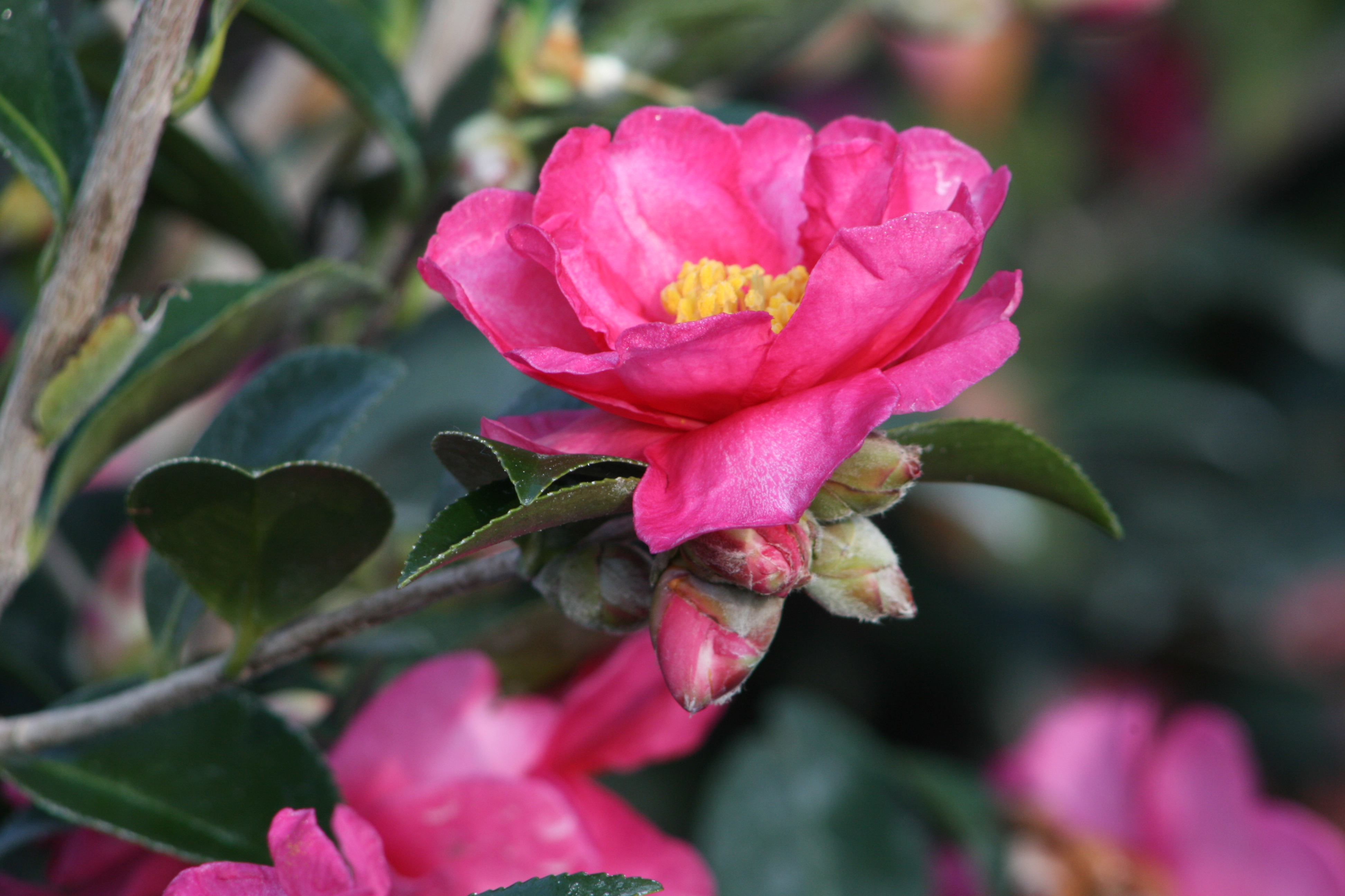 Shishi Gashira Camellia Monrovia Shishi Gashira Camellia Monrovia