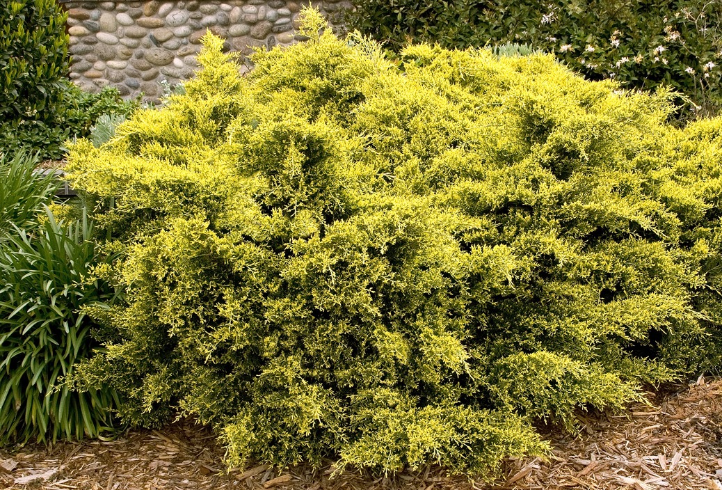 Sea of Gold® Juniper - Monrovia - Sea of Gold® Juniper