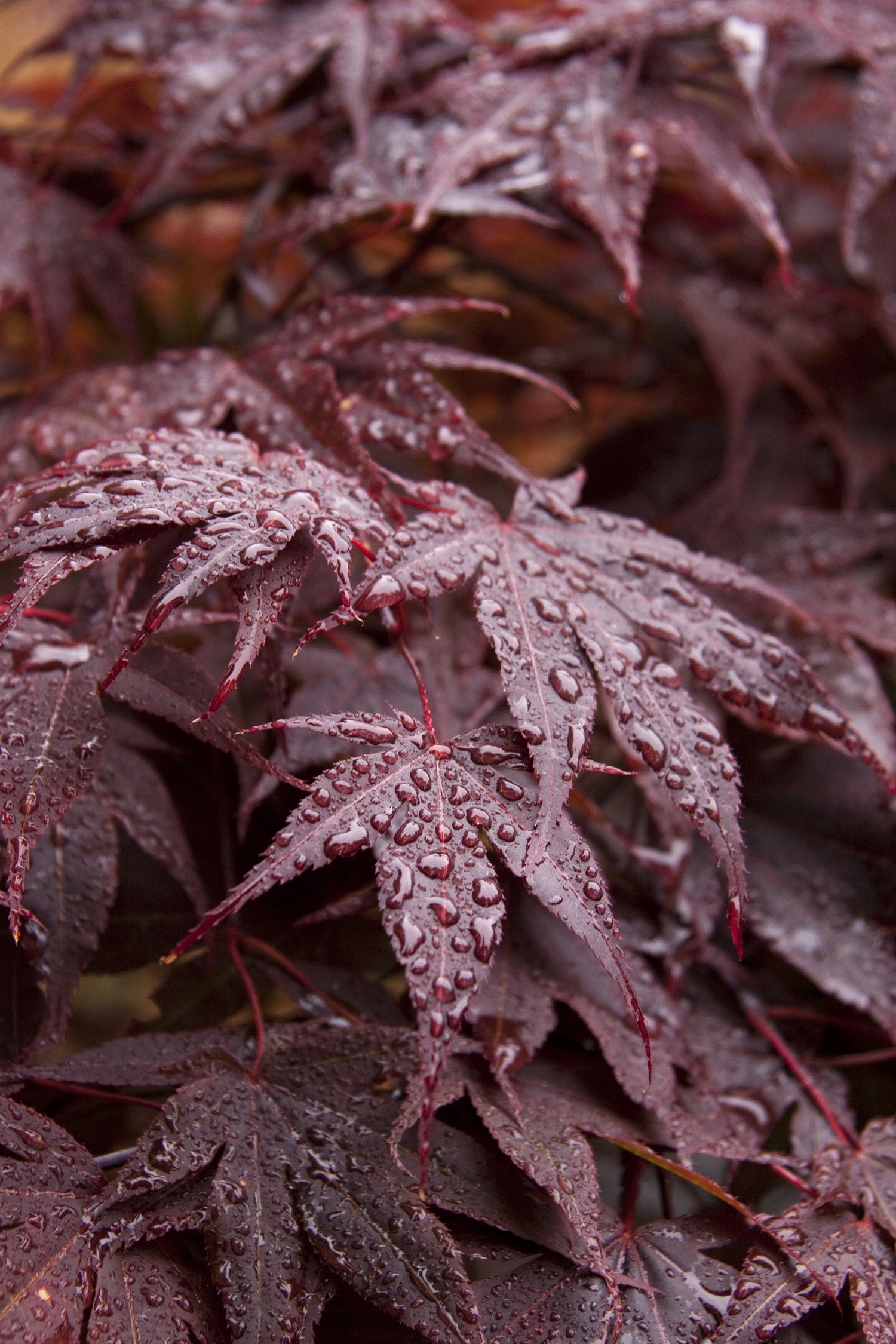 Red Leaf Japanese Maple Monrovia Red Leaf Japanese Maple