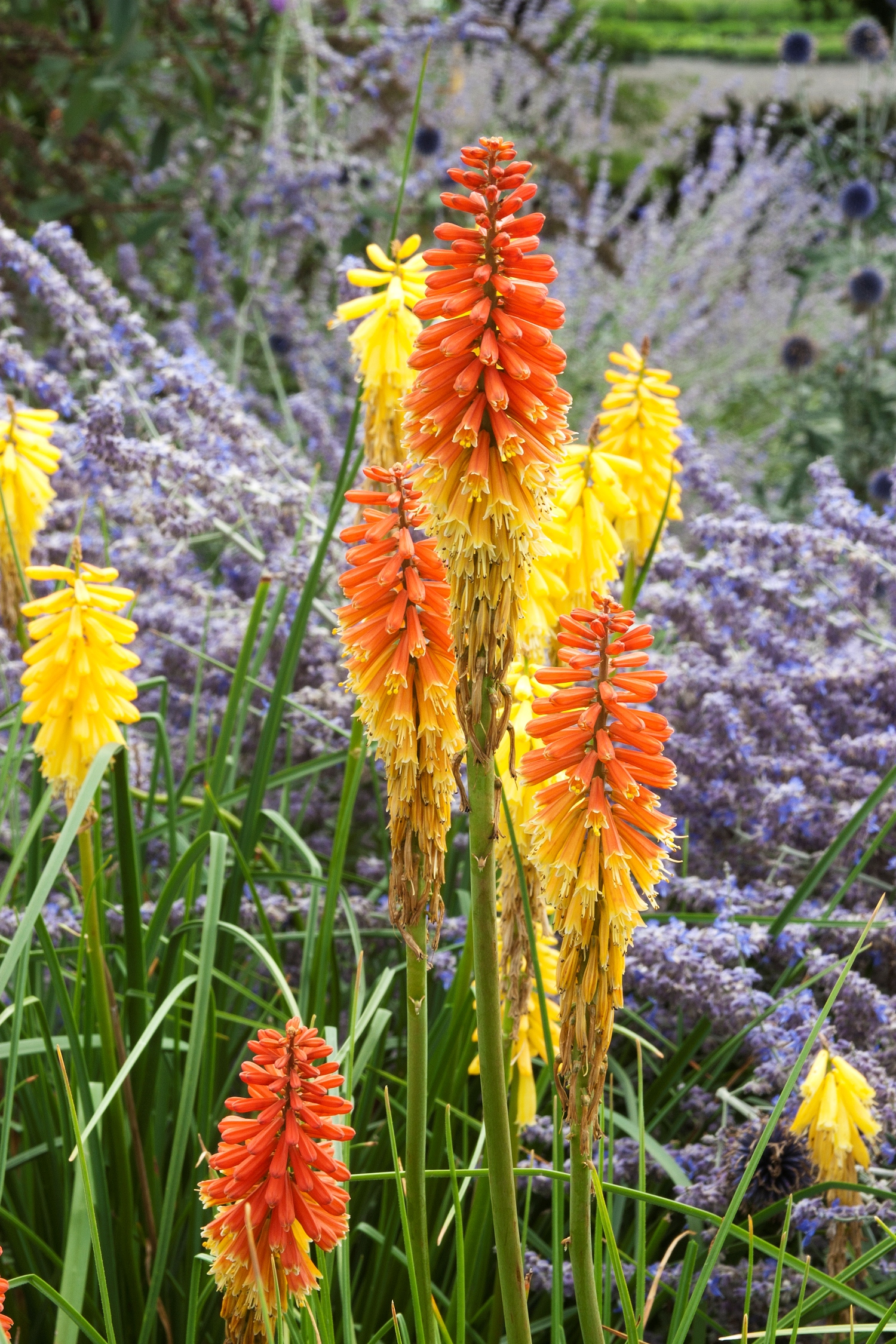 Buy Red Hot Poker Plants Near Me