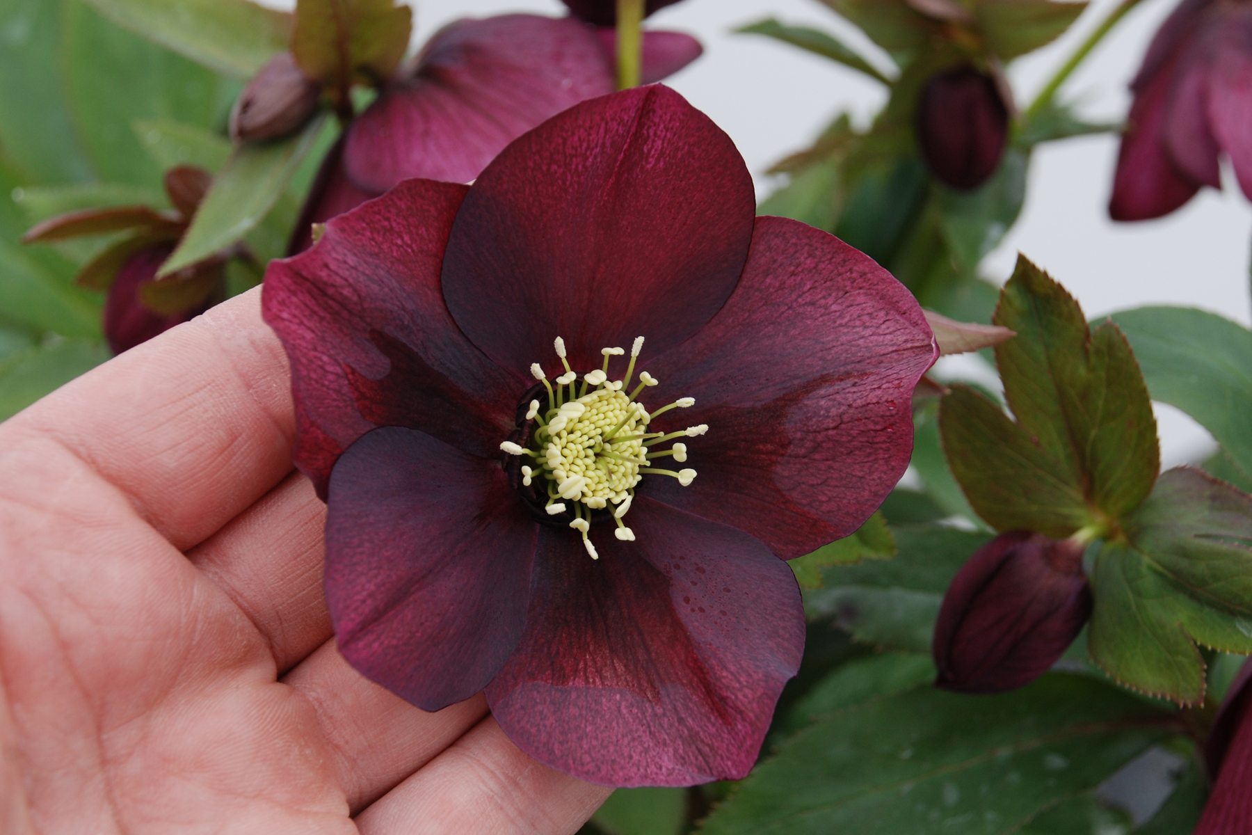 Red Racer Lenten Rose Monrovia Red Racer Lenten Rose Monrovia