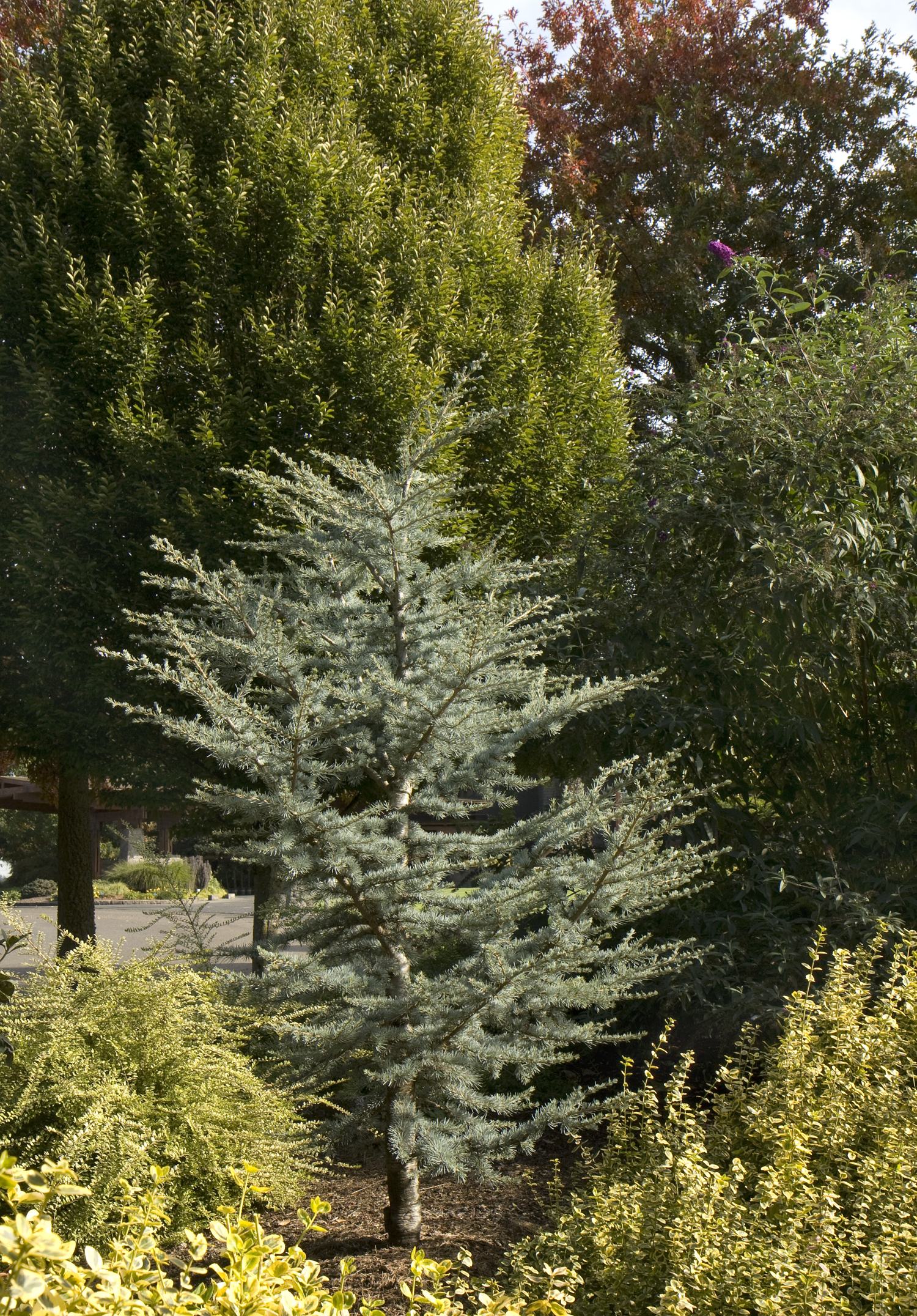 Horstmann Blue Atlas Cedar Monrovia Horstmann Blue Atlas Cedar Monrovia