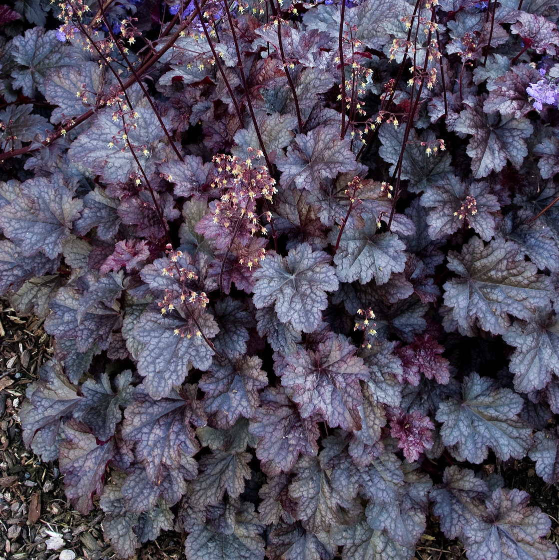 coral bells care