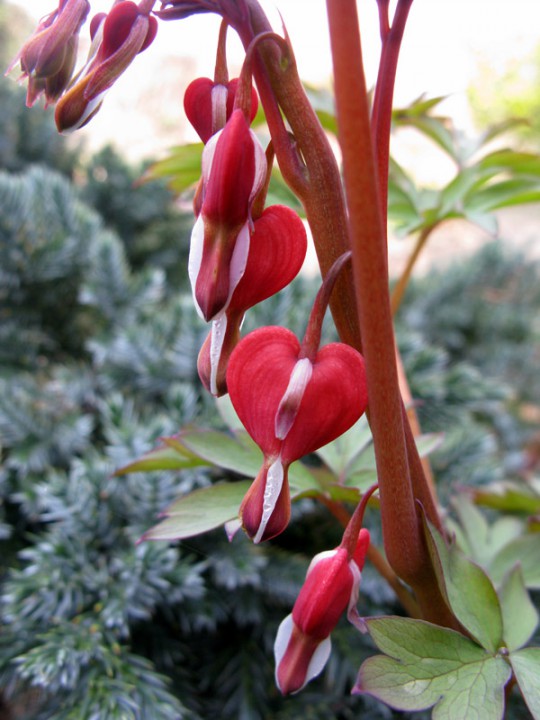 Valentine® Bleeding Heart - Monrovia - Valentine® Bleeding Heart