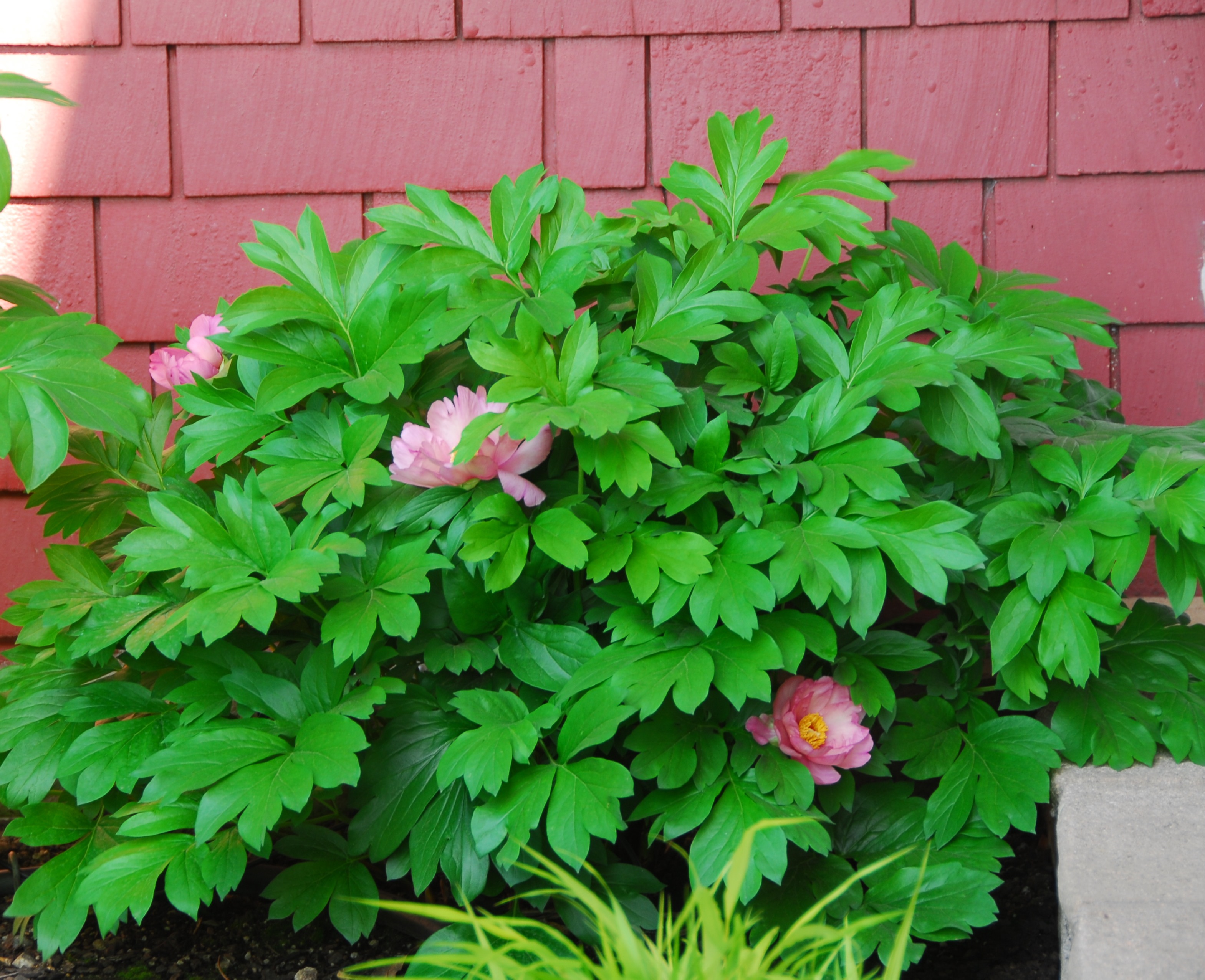 Takara™ (Treasure) Itoh Peony - Monrovia - Takara™ (Treasure) Itoh Peony