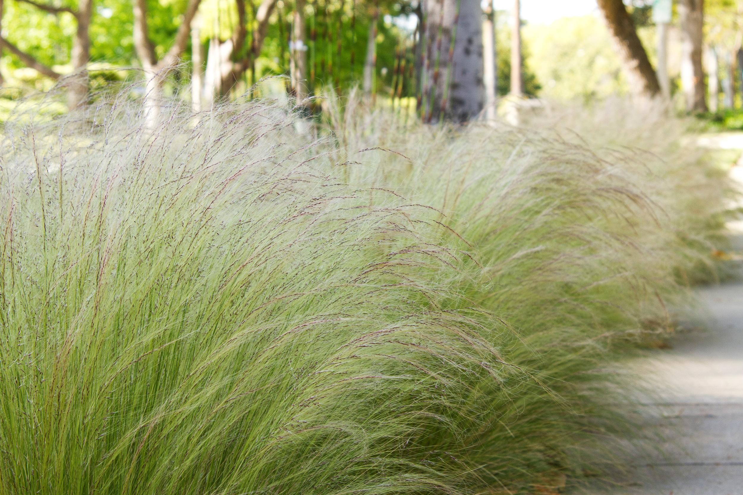 stipa tenuissima mexican feather grass