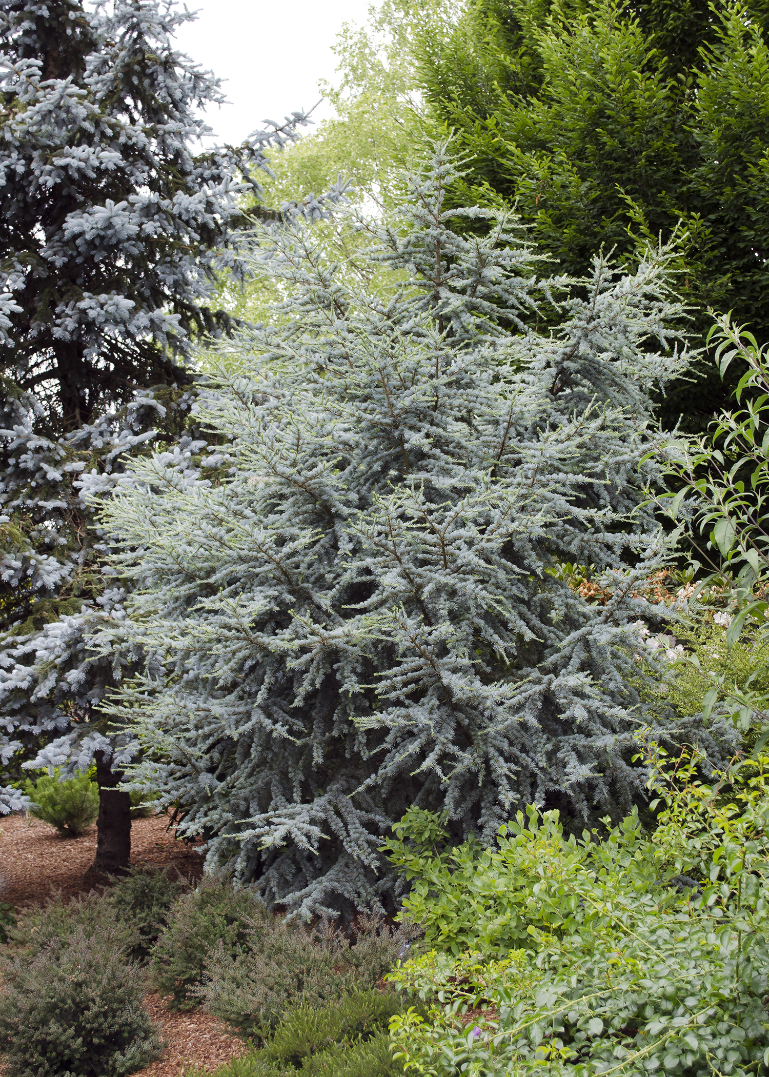 Horstmann Blue Atlas Cedar Monrovia Horstmann Blue Atlas Cedar Monrovia