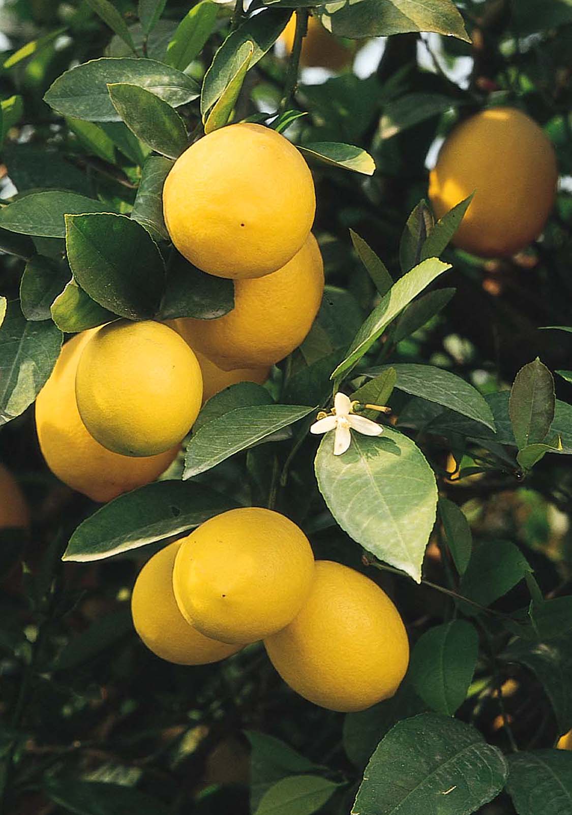 Improved Meyer Lemon Monrovia Improved Meyer Lemon Monrovia