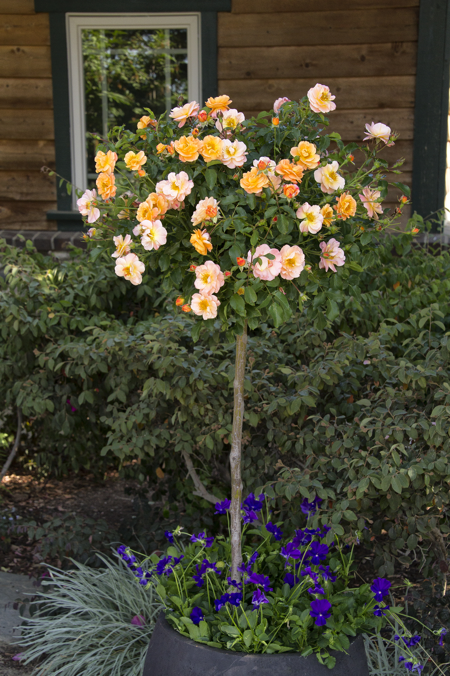 Rosa Flower Carpet Coral Groundcover Rose