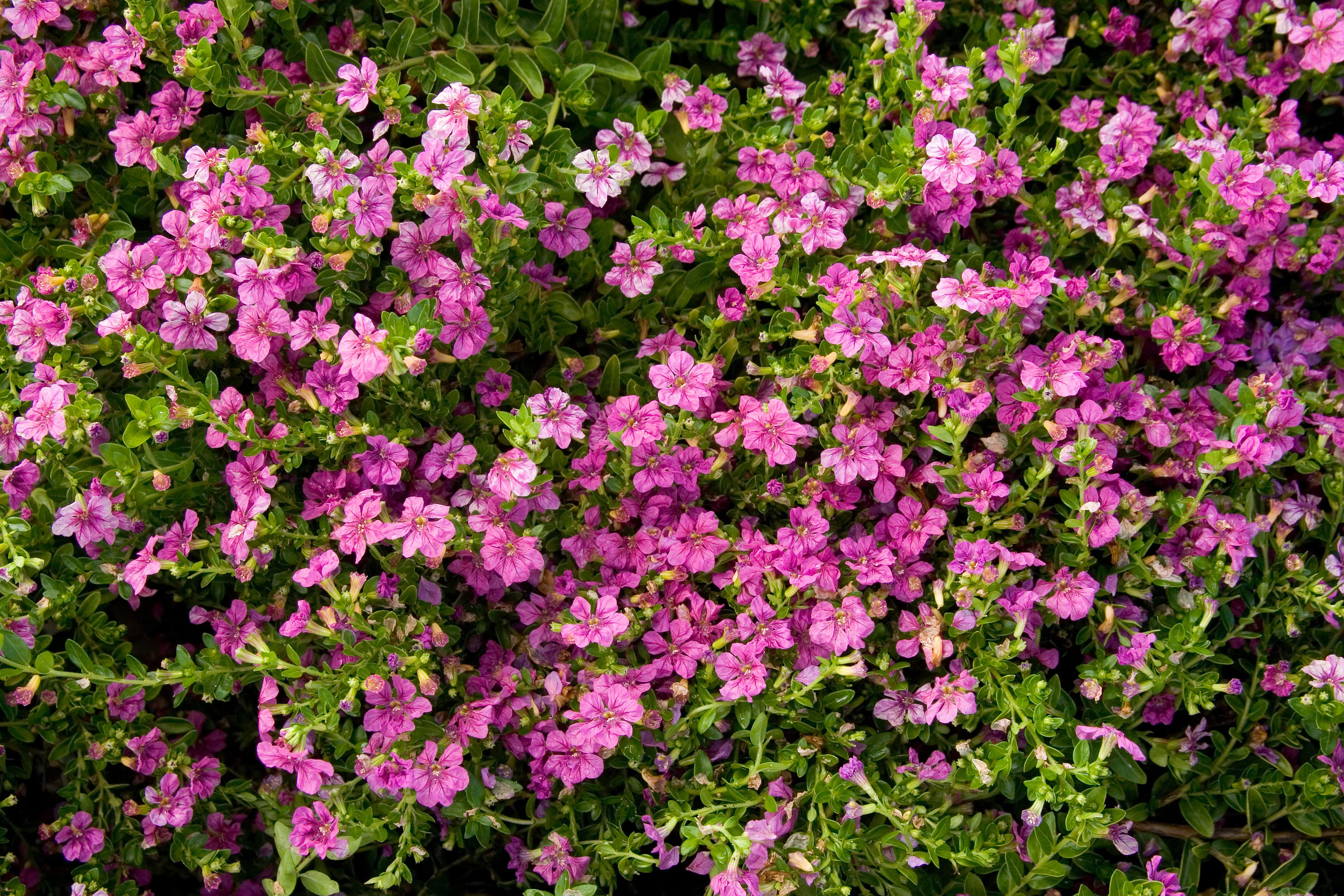 Itsy Bitsy® Rose False Heather - Monrovia - Itsy Bitsy® Rose False