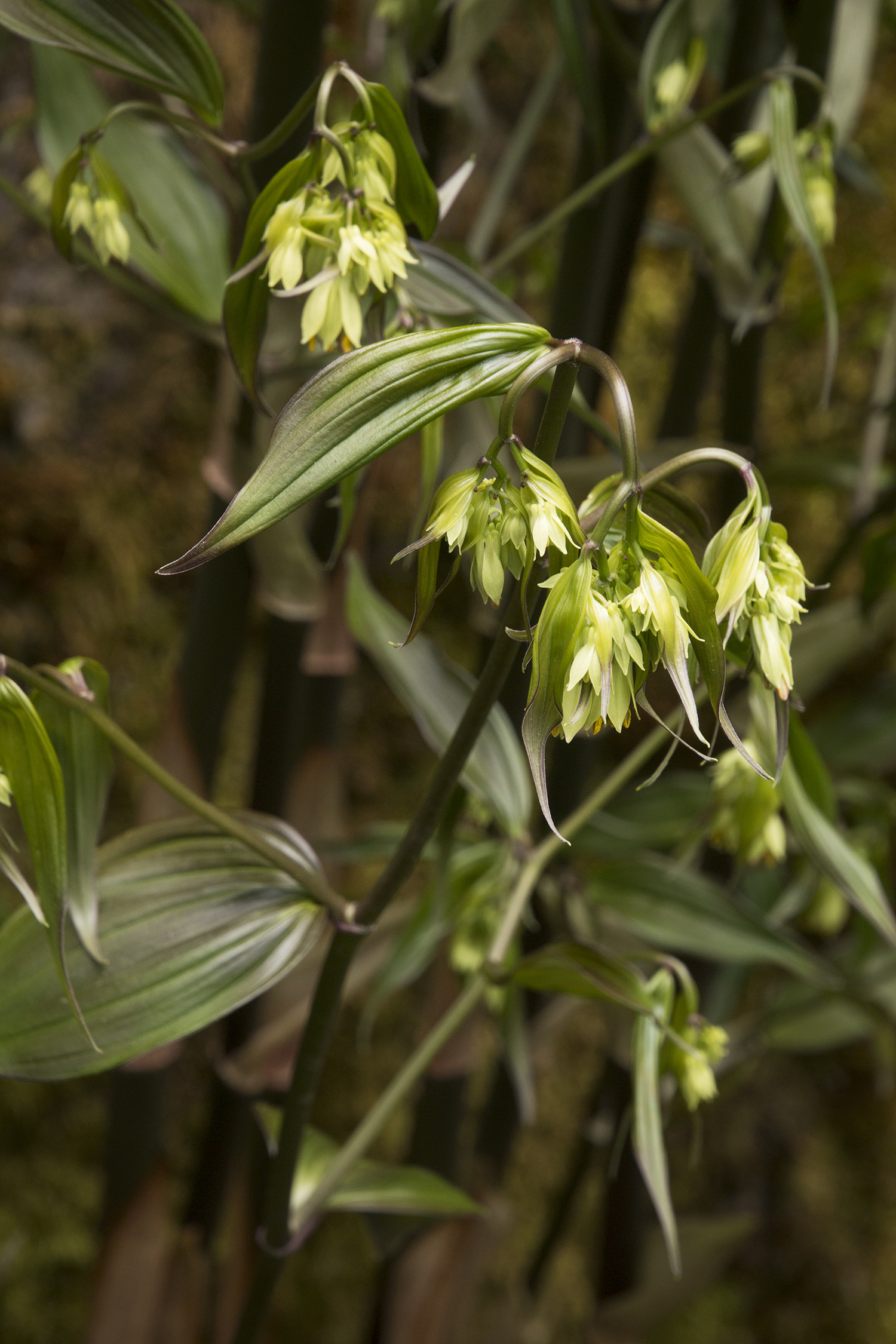 fairy bell