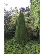 11052