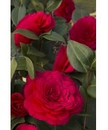 Nuccio's Bella Rossa Camellia